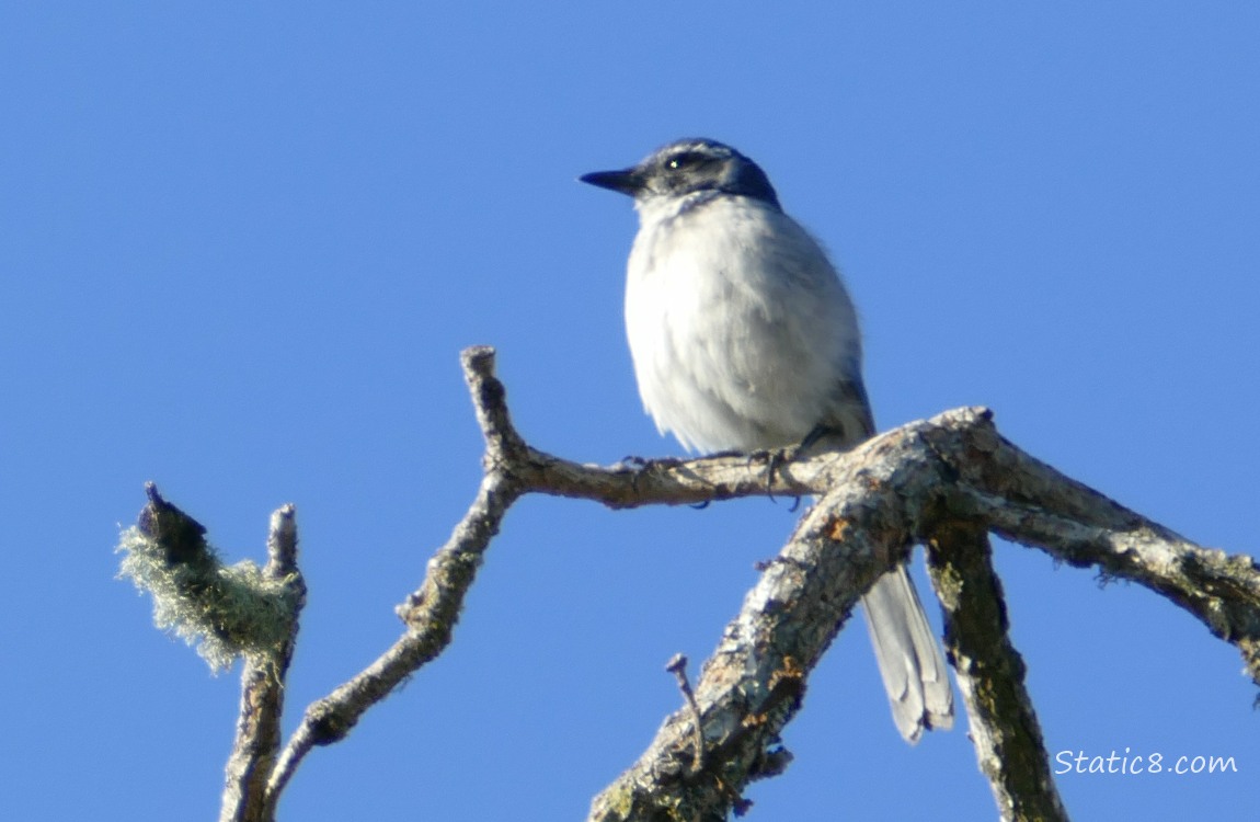 blurry Scrub Jay