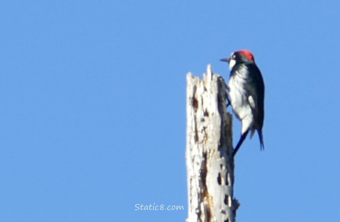 Acorn Woodpecker standing at the top of a snag, with the blue sky