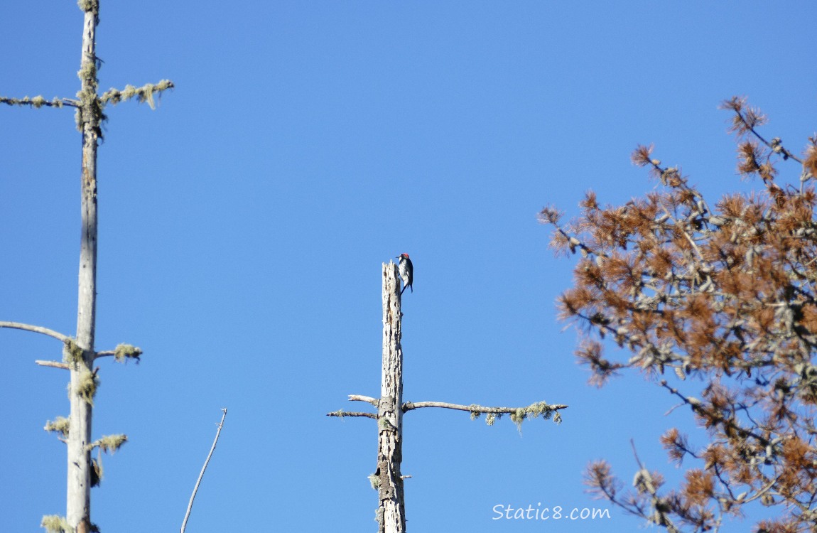 Acorn Woodpeckers standing at the top of a snag