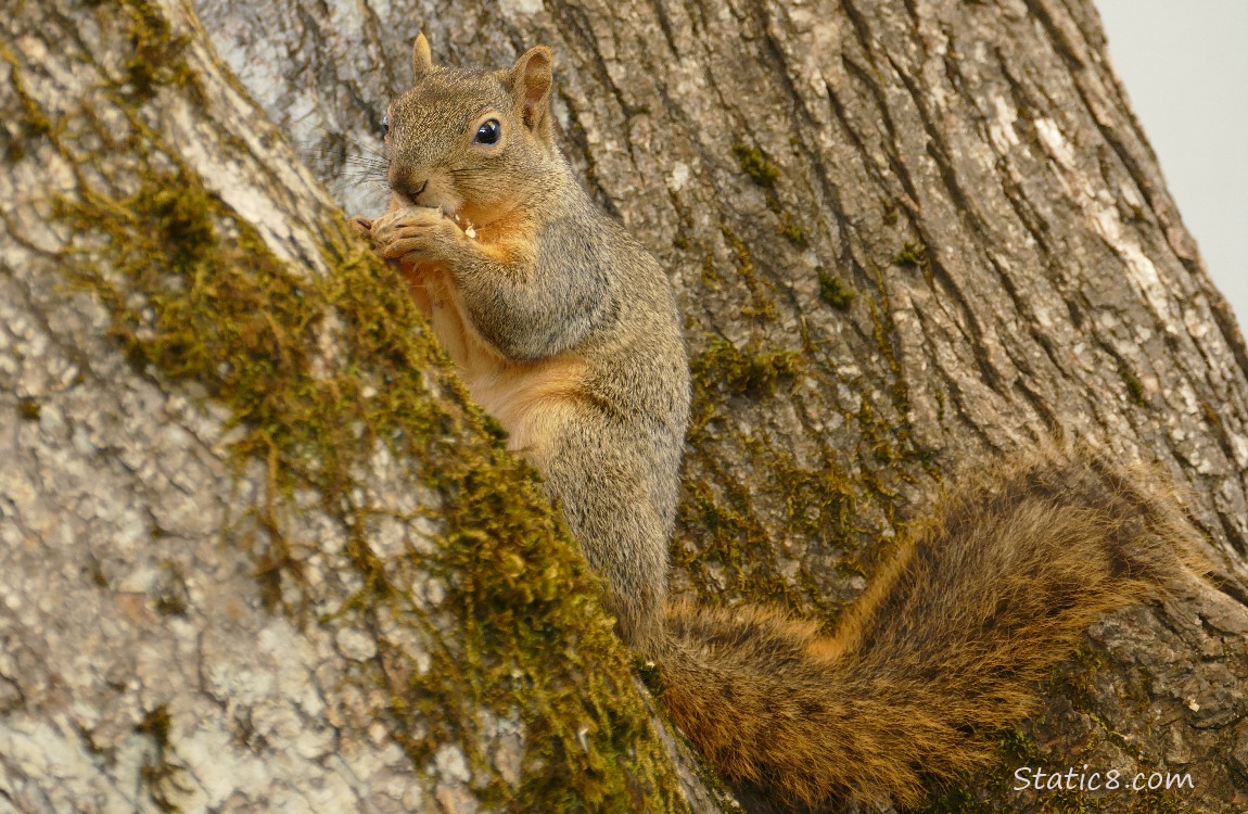 Squirrel sitting in a tree, eating a peanut