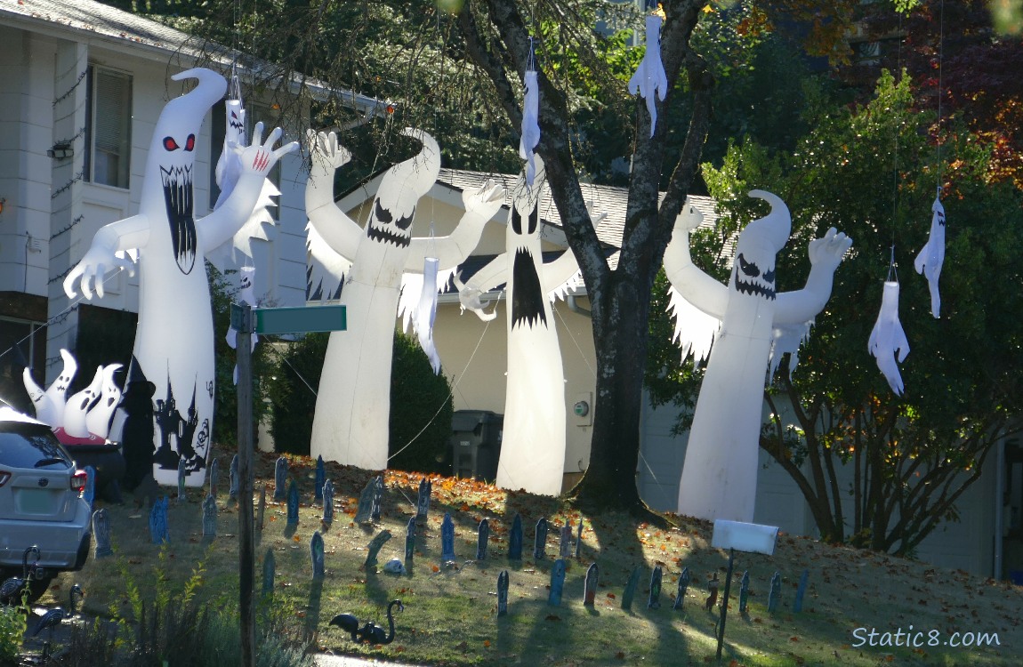 Blow up Halloween ghosts in a front yard