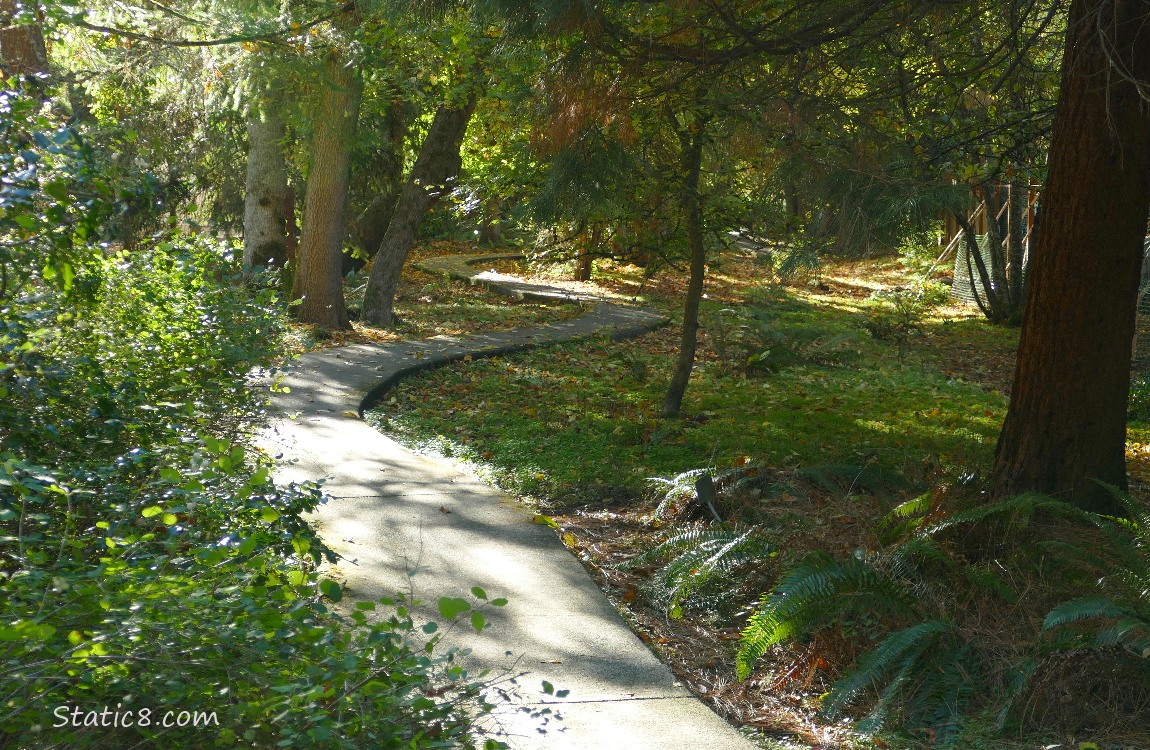 paved trail thru a forest