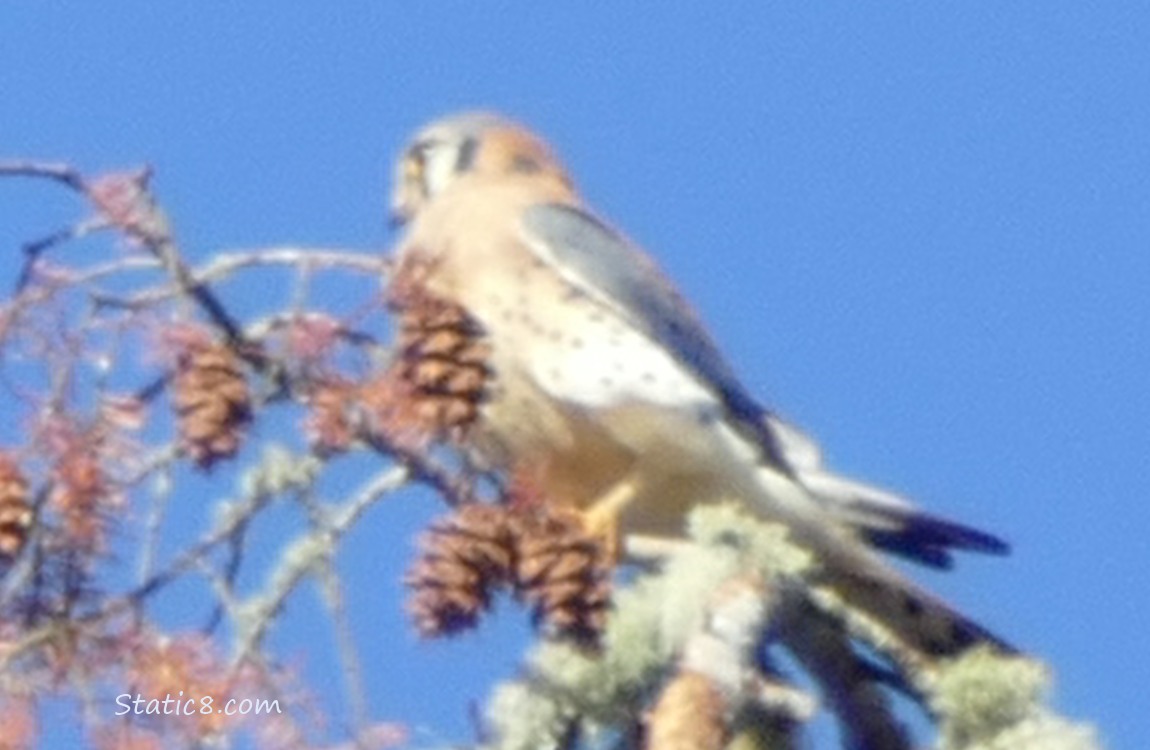 Kestrel standing in a dead tree