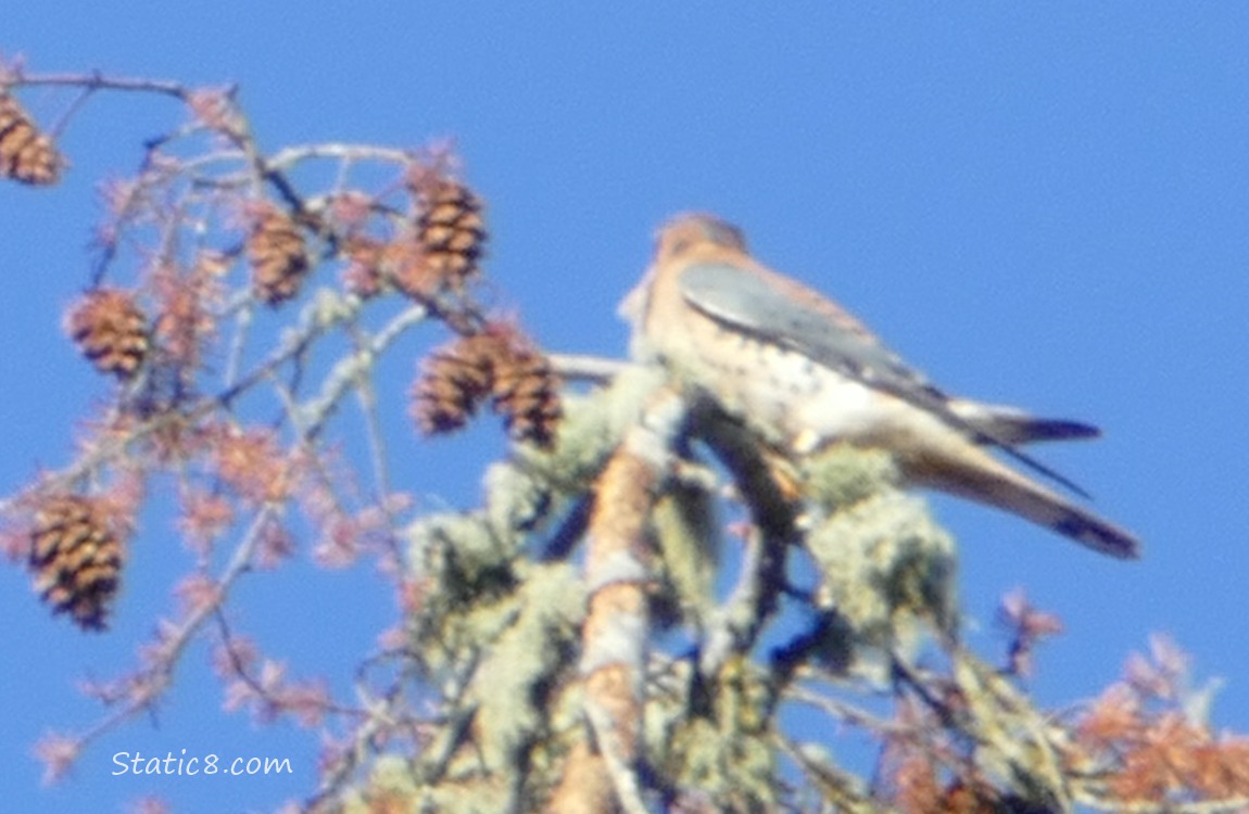 Kestrel standing in a dead pine tree