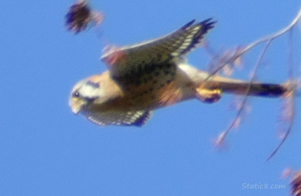 Kestrel flying