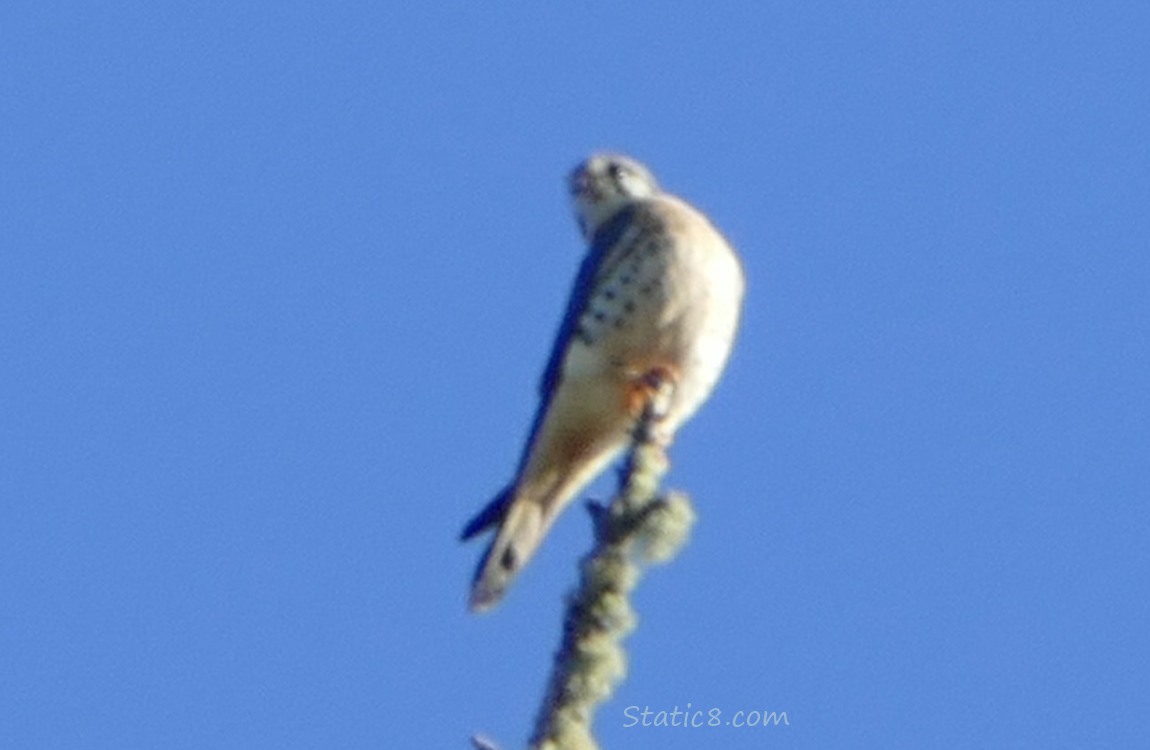 Kestrel standing at the top of a snag