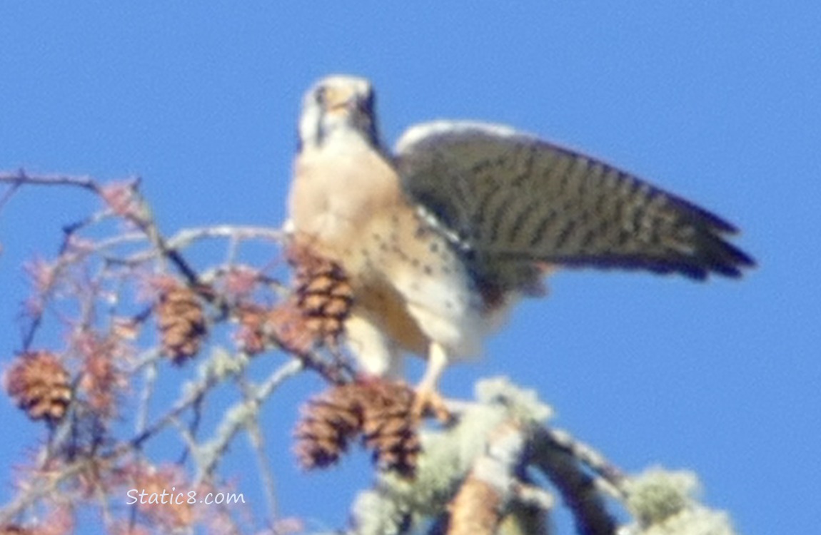 Kestrel standing in a dead tree, a wing open for balance