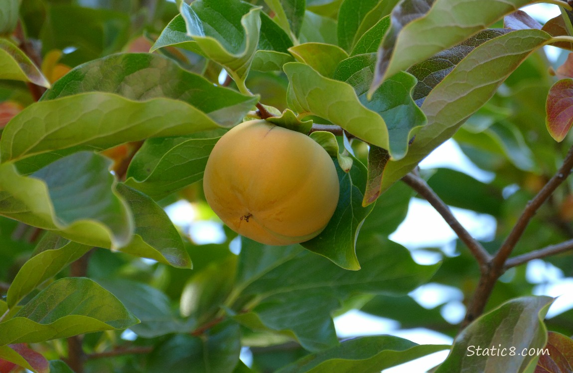 Persimmon fruit ripening on the tree