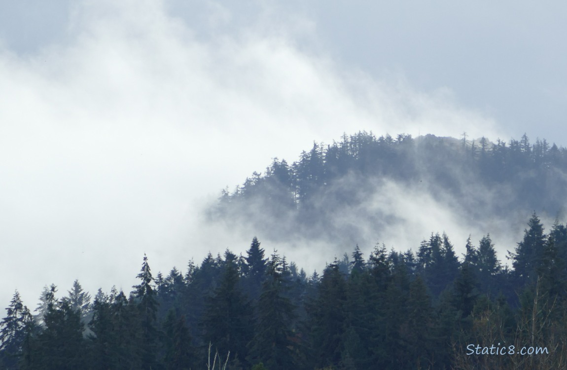 Trees on the hill with fog