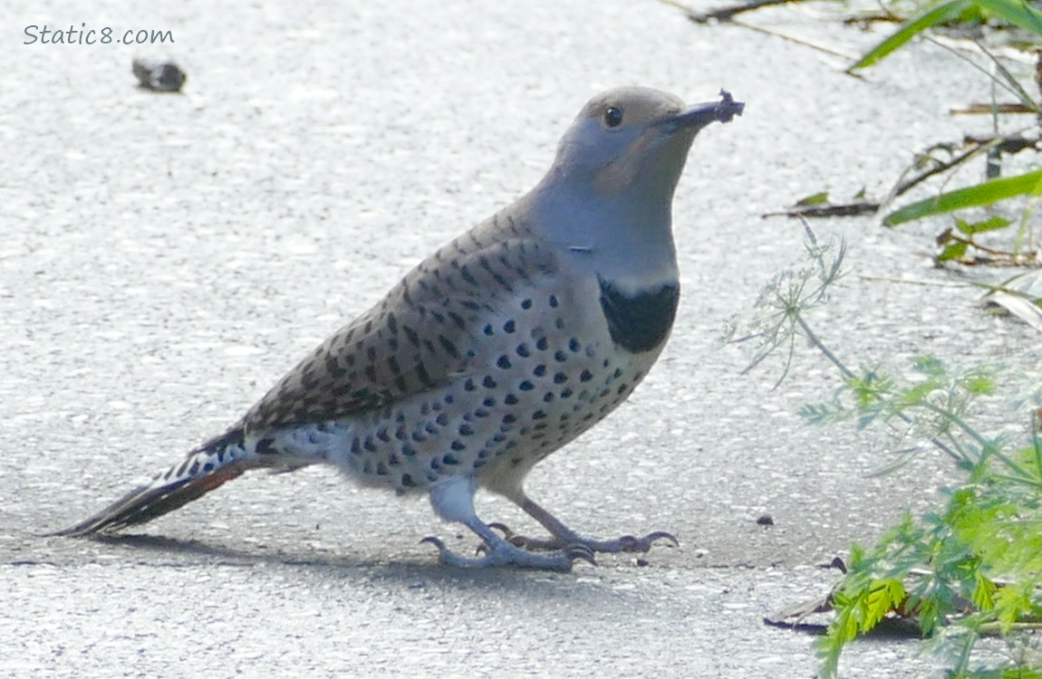 Female Northern Flicer standing on the path with mud on her beak