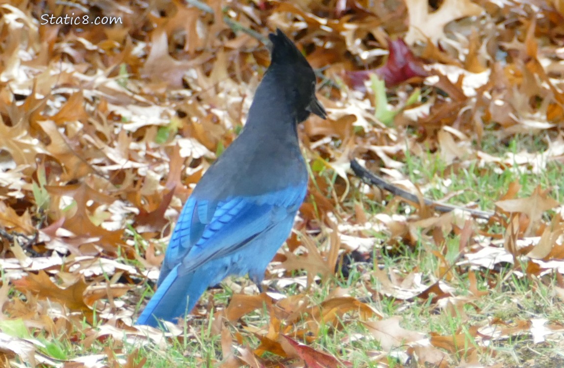 Steller Jay standing on the ground, surrounded by fallen leaves