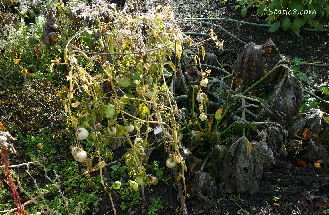 Dead Tomatillo and Zucchini plants