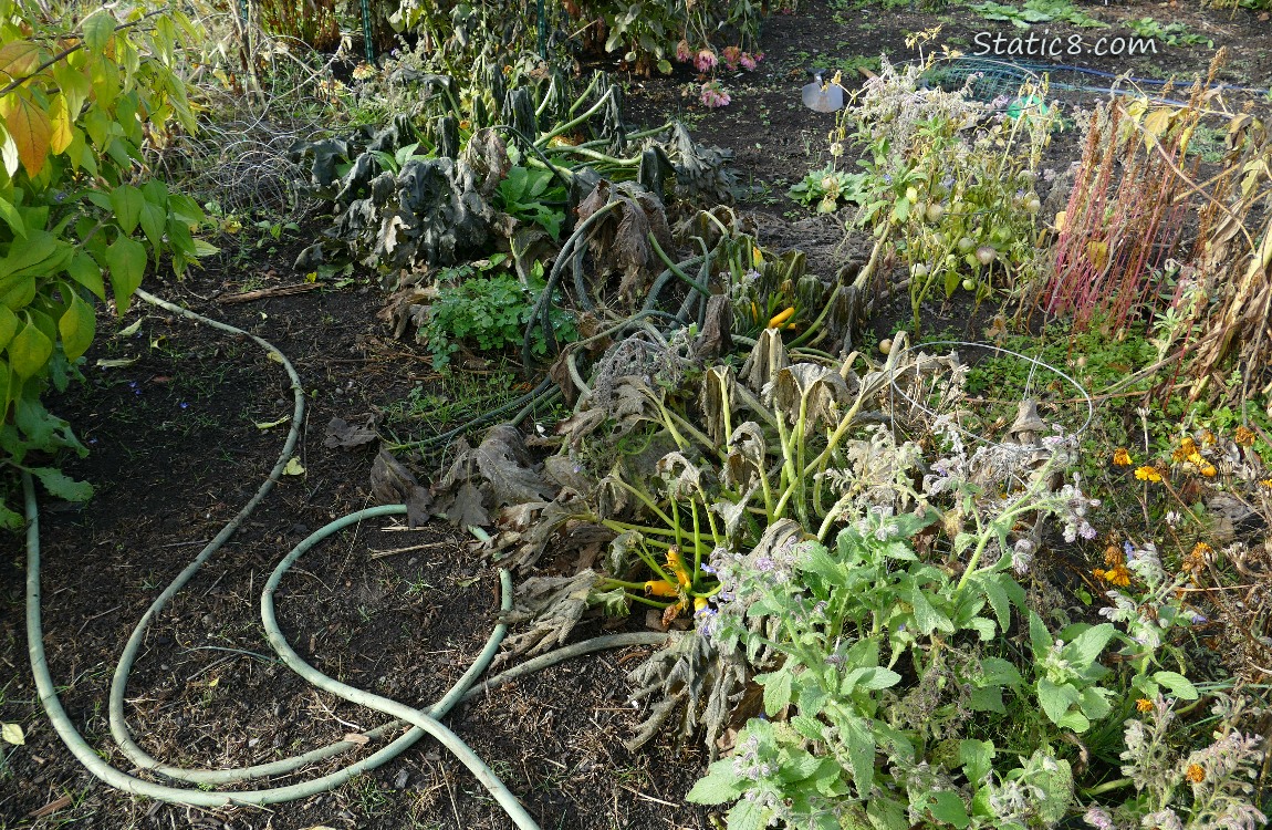 Dead Zucchini plants in the garden plot