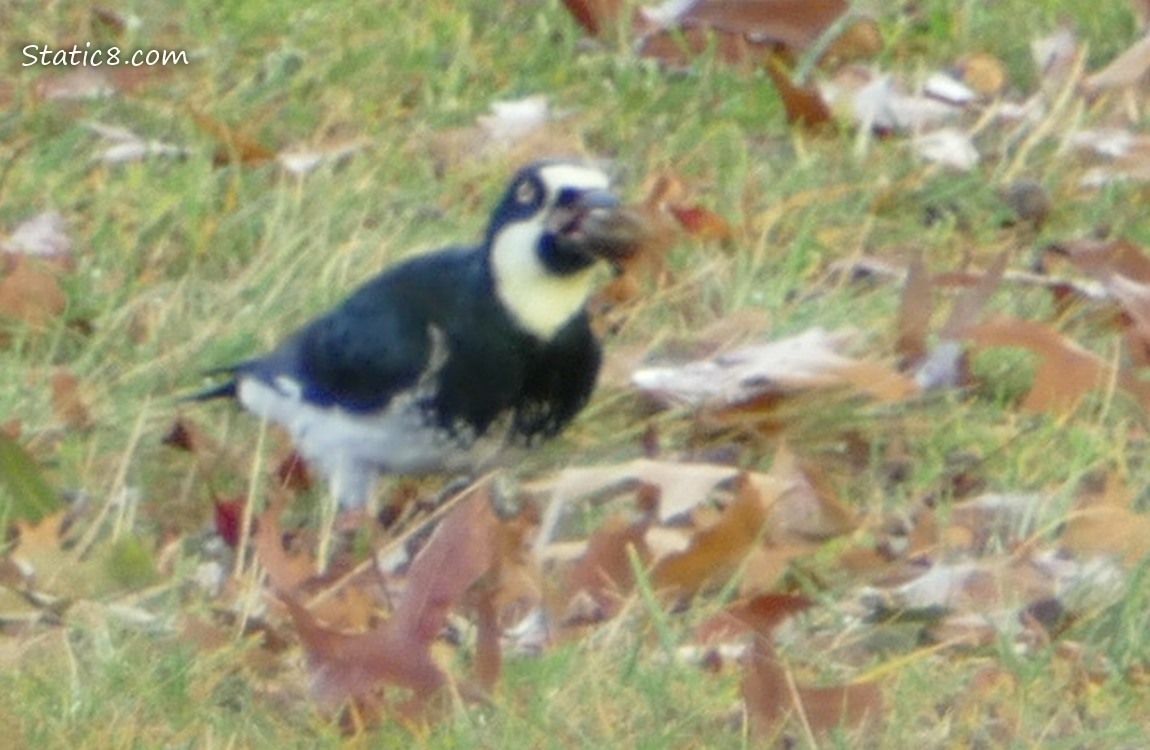 Acorn Woodpeckers standing in the grass, holding an acorn in her beak