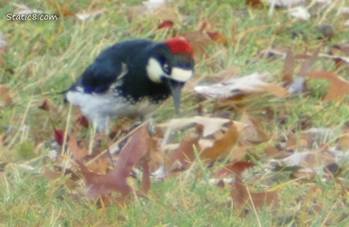 Acorn Woodpecker standing on the ground, looking down