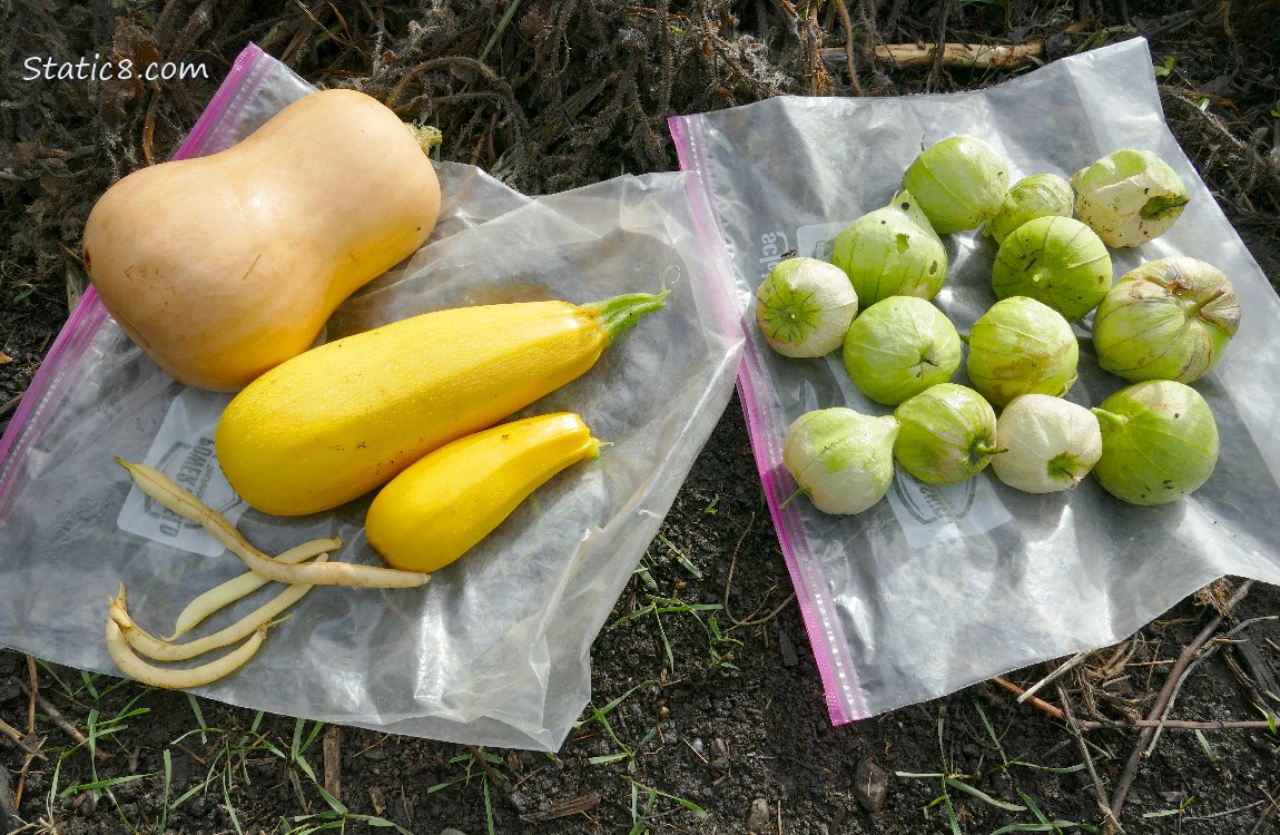 Harvested veggies laying on the ground