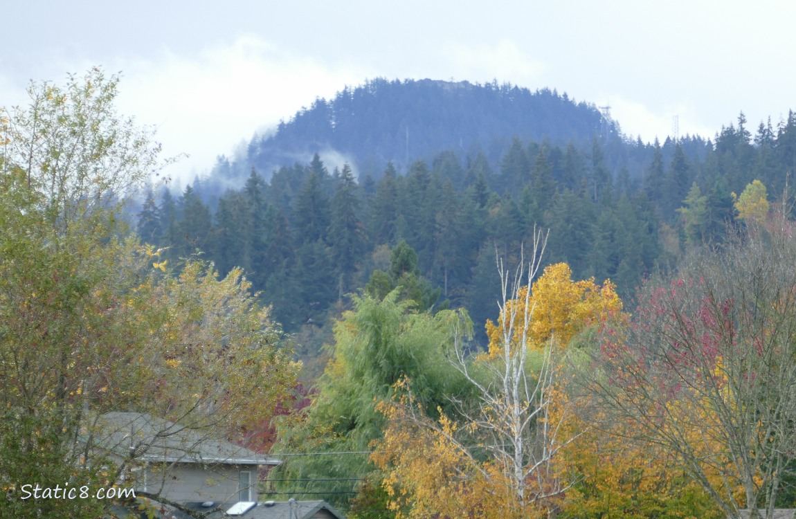 trees on the hill