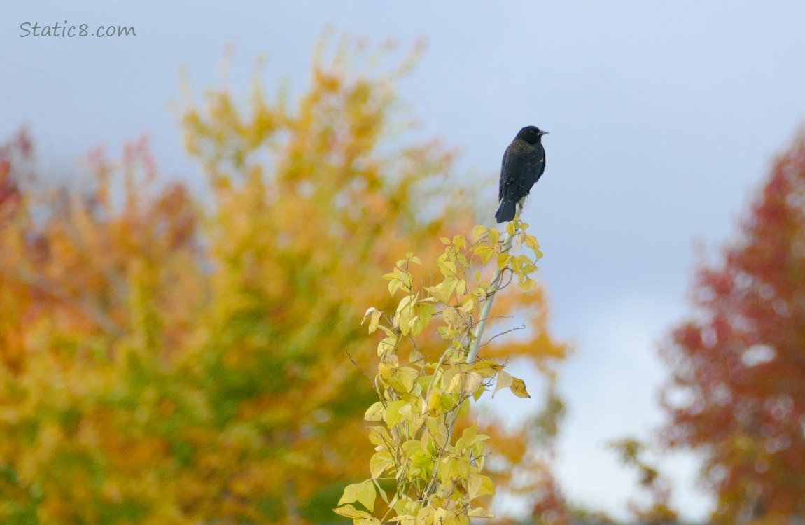 Red Wing Blackbird standing on a pole, with autumn leaves in the background