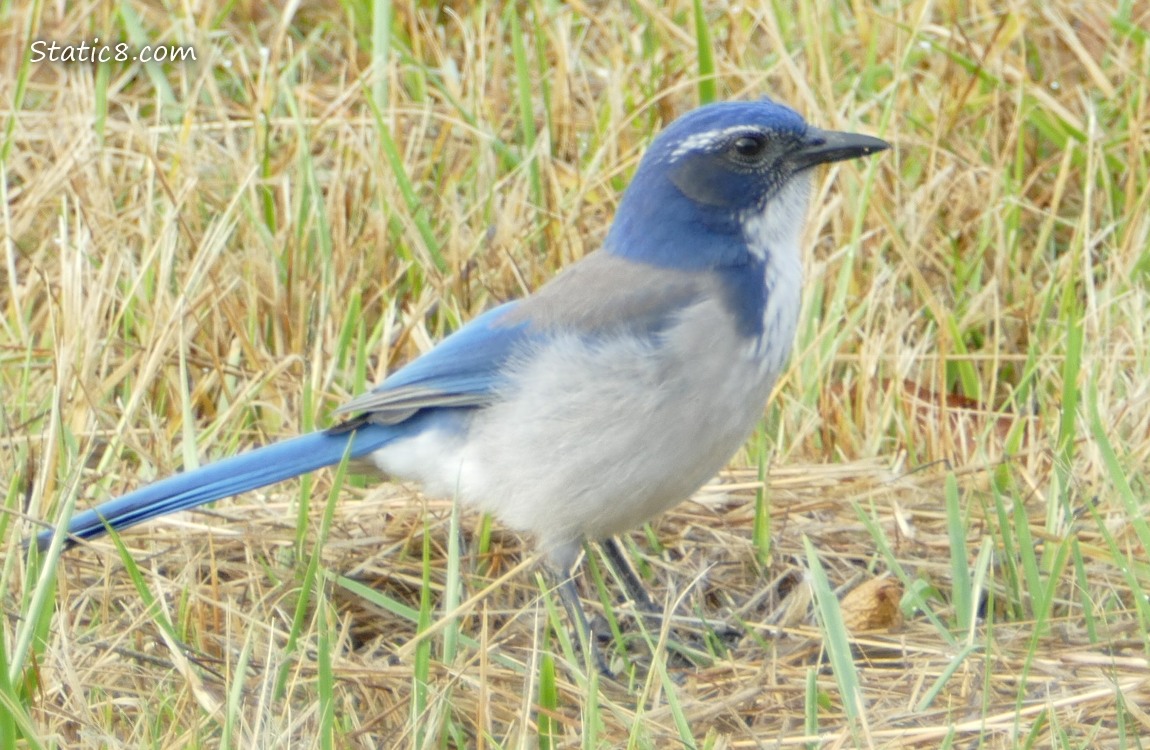 Scrub Jay standing in grass