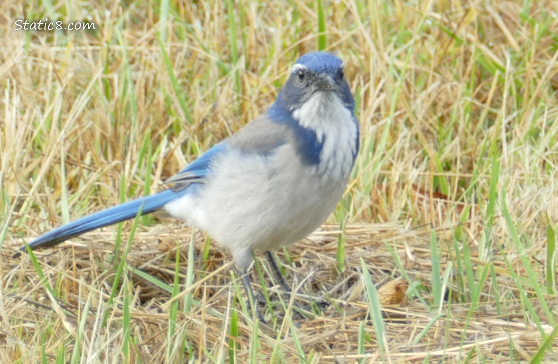 Scrub Jay standing in grass