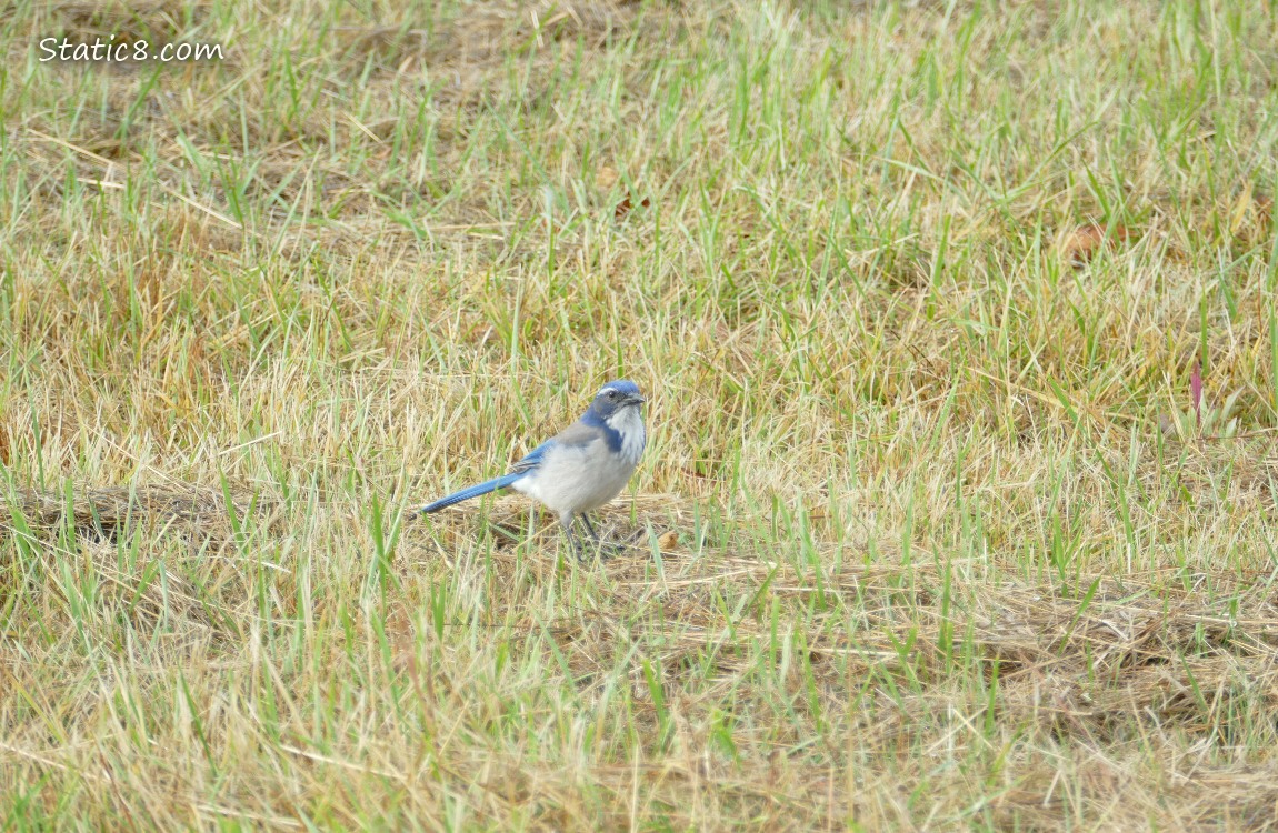 Scrub Jay standing in a field