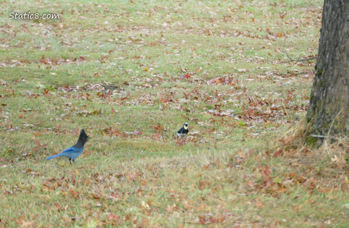 Steller Jay and Acorn Woodpecker, both standing in the grass under a tree