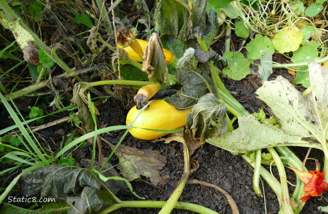 Straightneck fruits on a dead plant