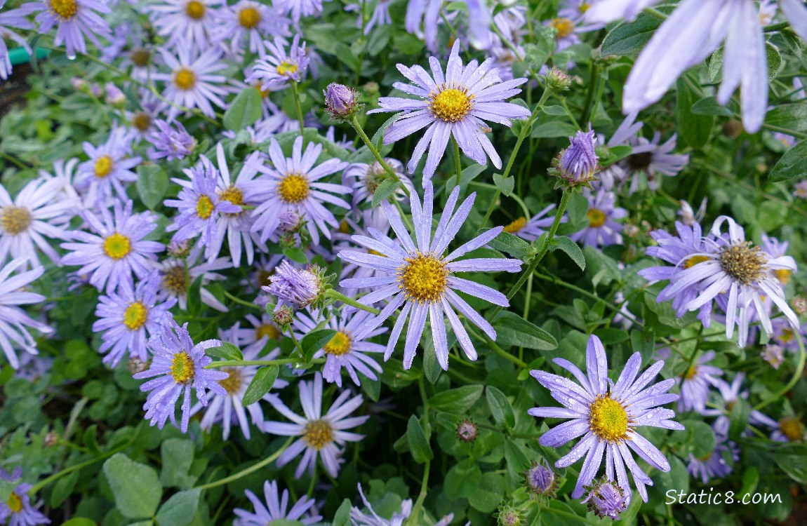 Aster blooms