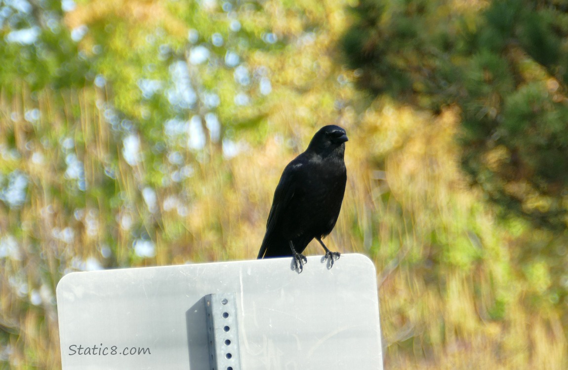 Crow standing on a street sign with autumn trees in the background