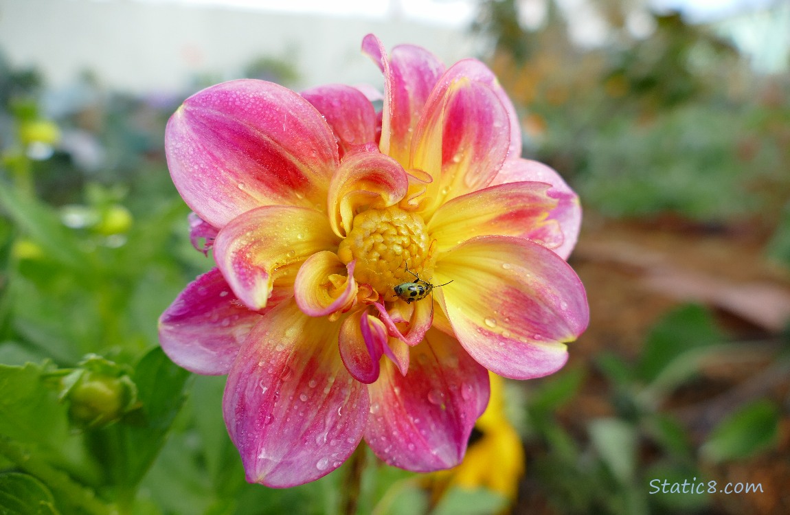 Cucumber Beetle standing on a small Dahlia bloom