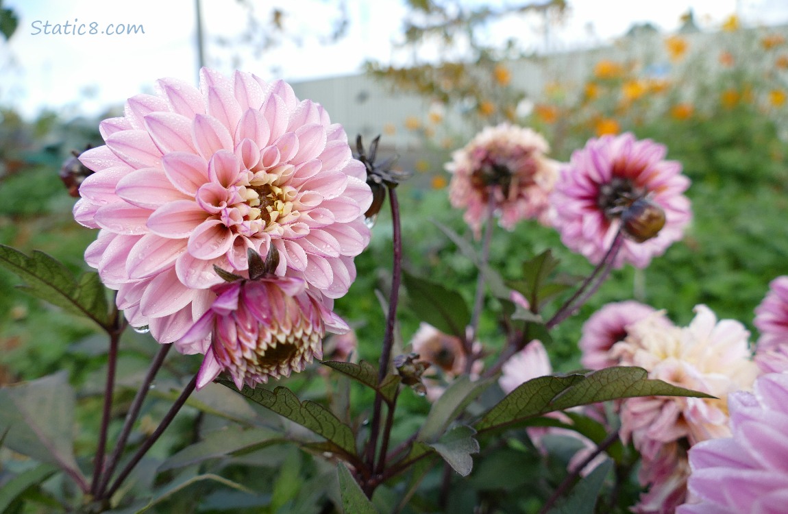 Pink Dahlia blooms