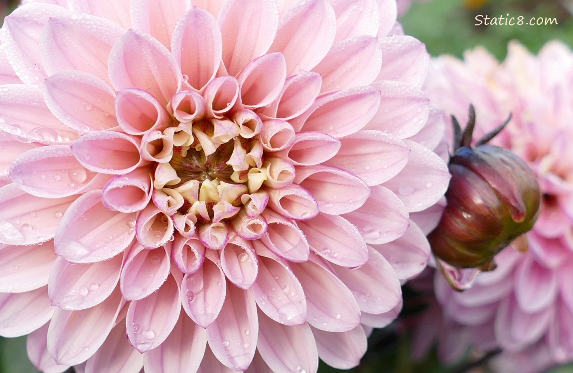 Close up of pink Dahlia blooms