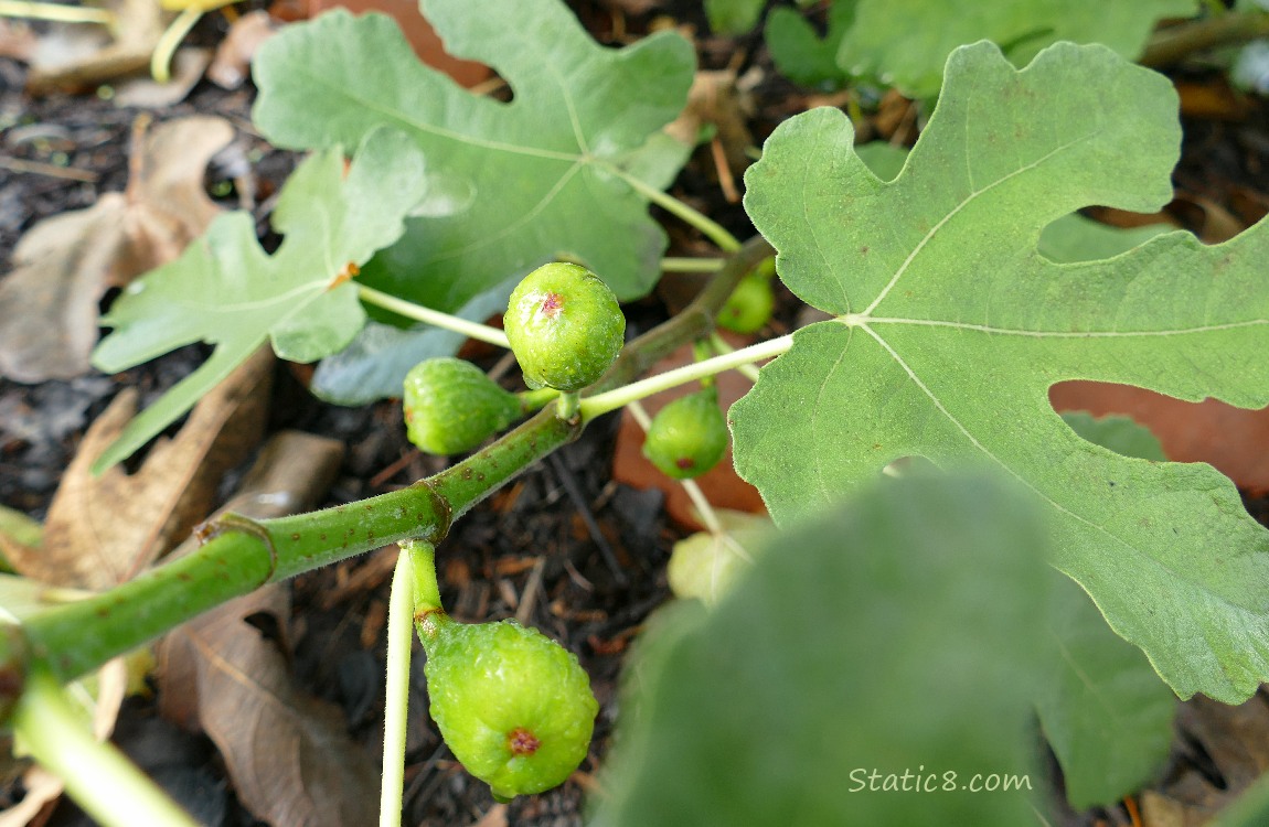 fig fruits growing on the tree