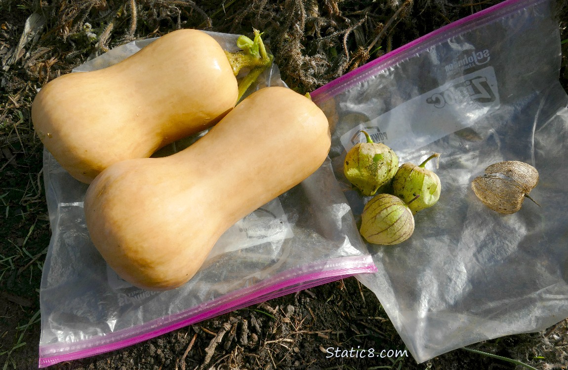 Harvested veggies layiing on the ground