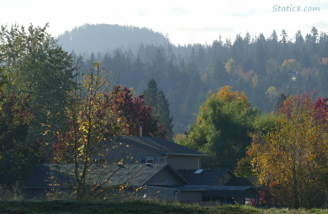 Trees on the hill