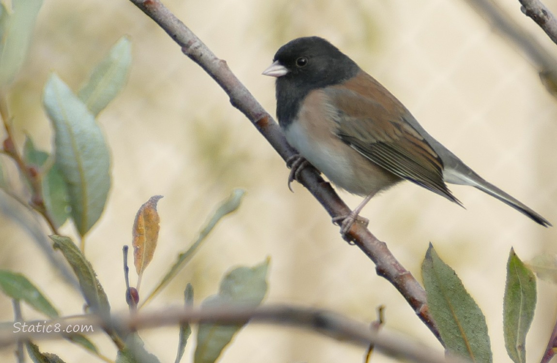 Dark Eyed Junco standing on a willow twig