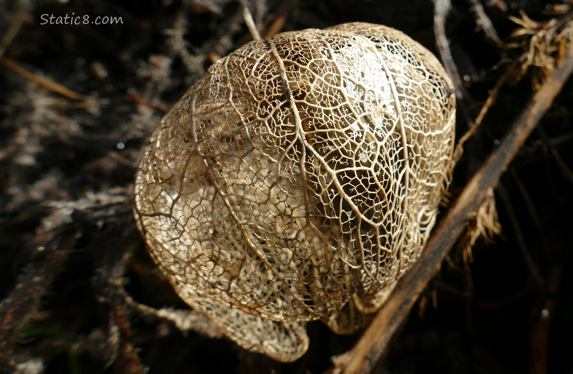 Skeletonized husk of a Tomatillo