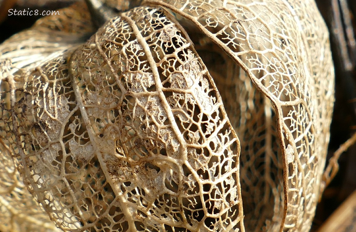 Skeletonized husk of a Tomatillo