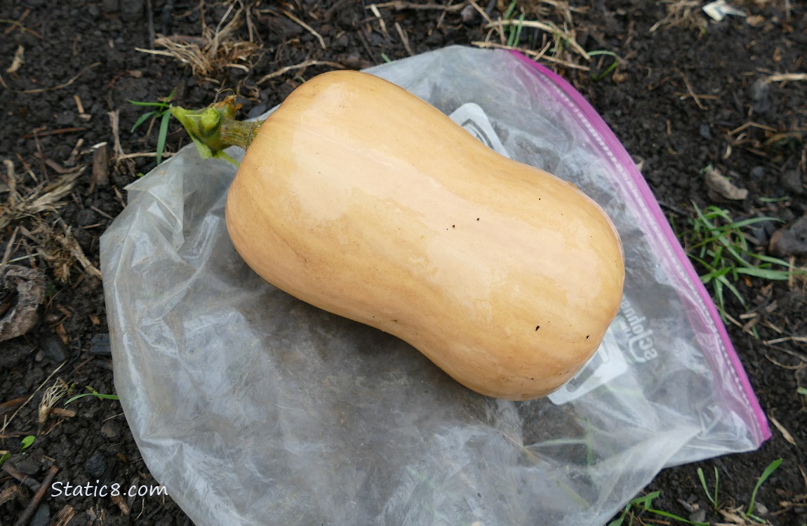 Harvested butternut squash laying on the ground