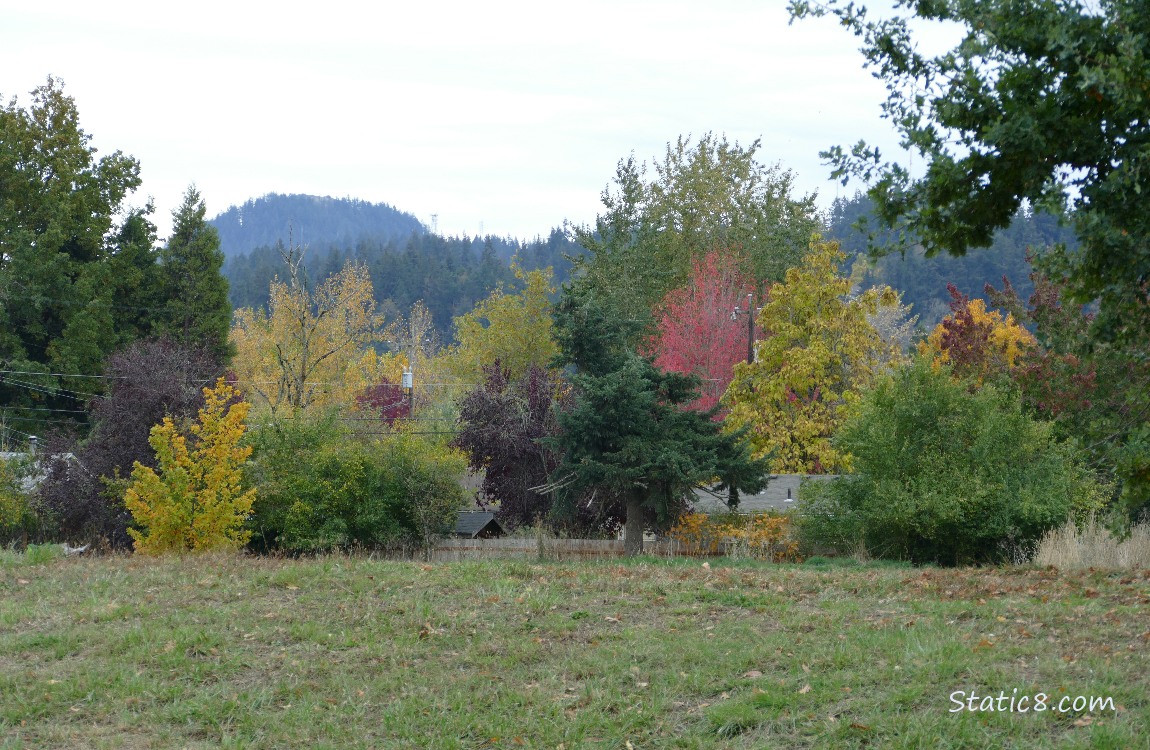 Autumn trees with the hill in the background