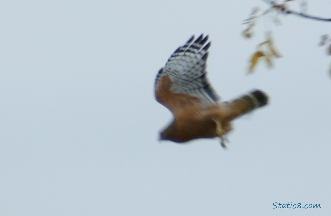 Red Shoulder Hawk flying away