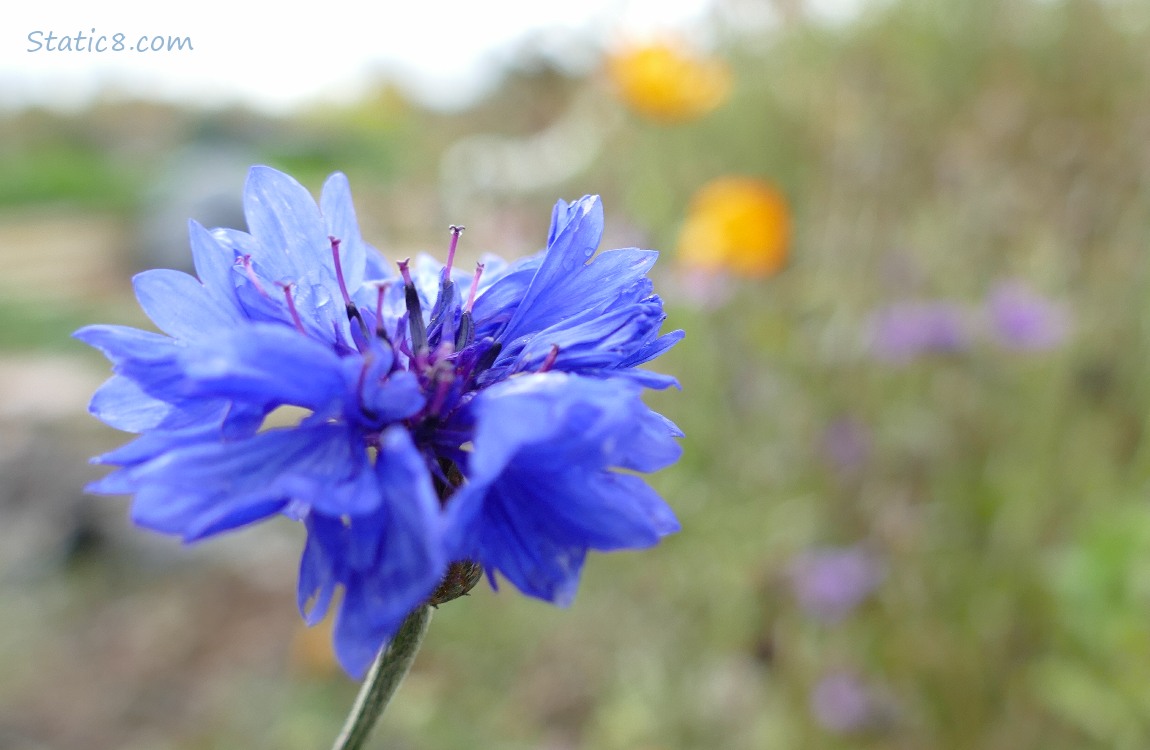 blurry blue Bachelor Button bloom