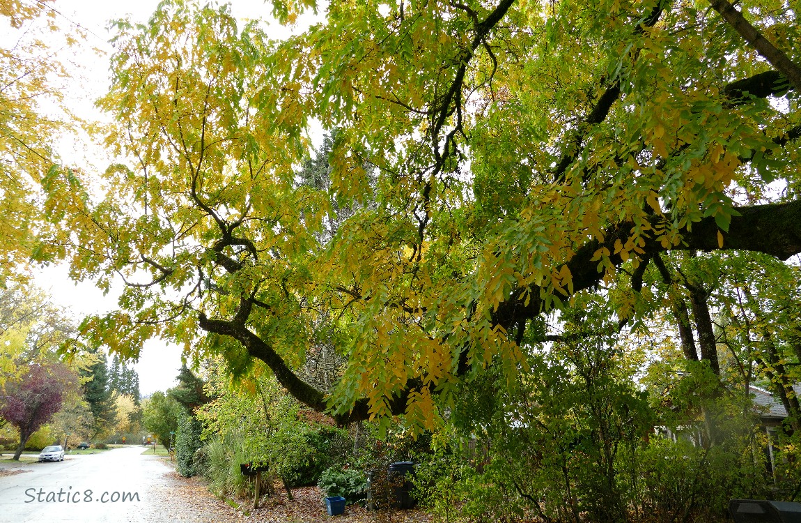 Tree over a city street