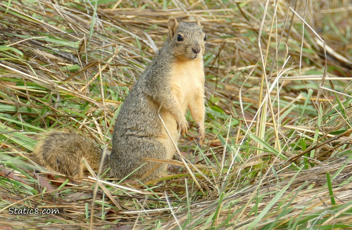 Squirrel standing in the grass