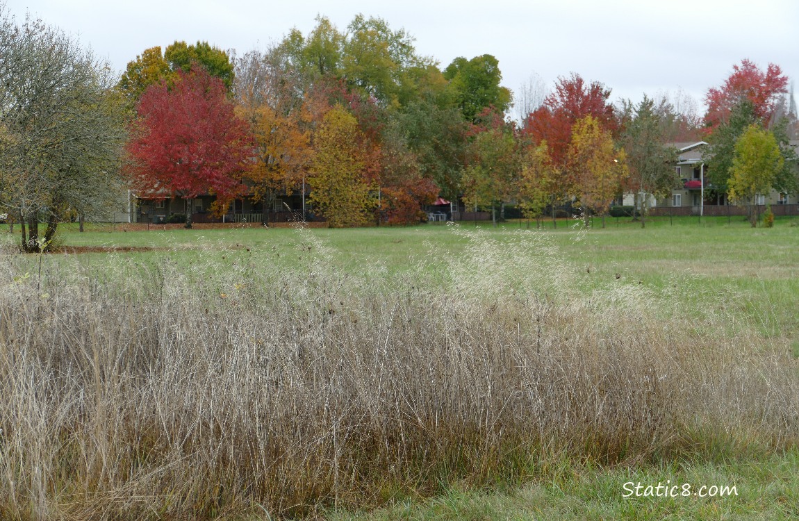 Tall grasses in front of autumn trees