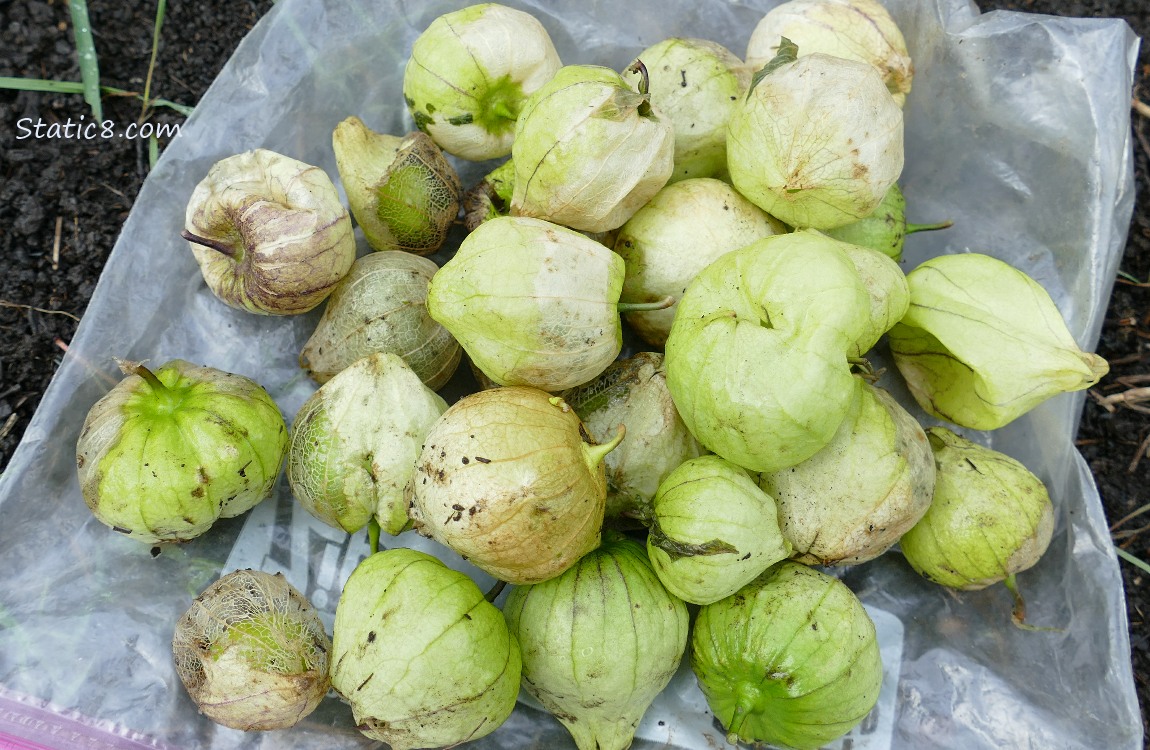 Harvested tomatillos laying on the ground