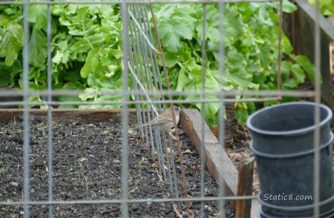 Junco standing on a wire trellis