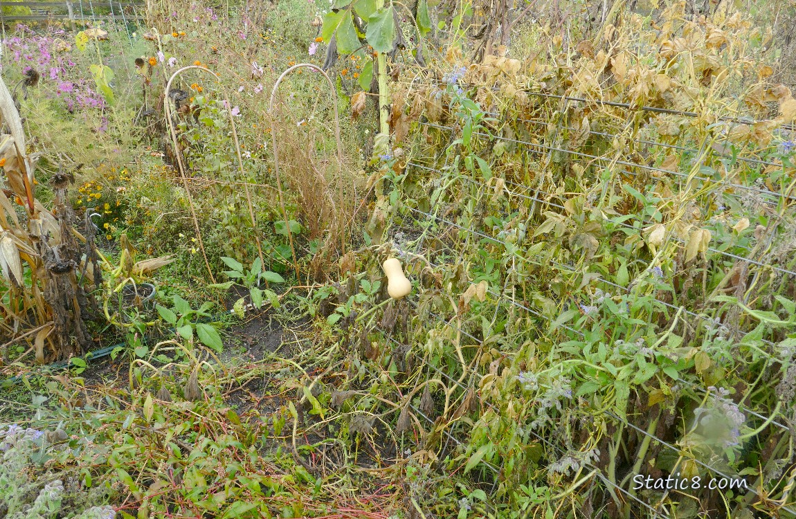 garden plot