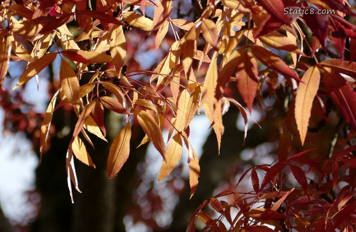 Autumn leaves