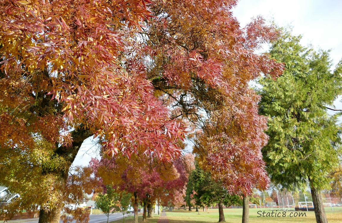 Autumn trees